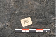 Foto (Detailansicht) von Acrostichopteris lunzensis Ettingshausen (NHMW-GEO-2024-0188-10524)
